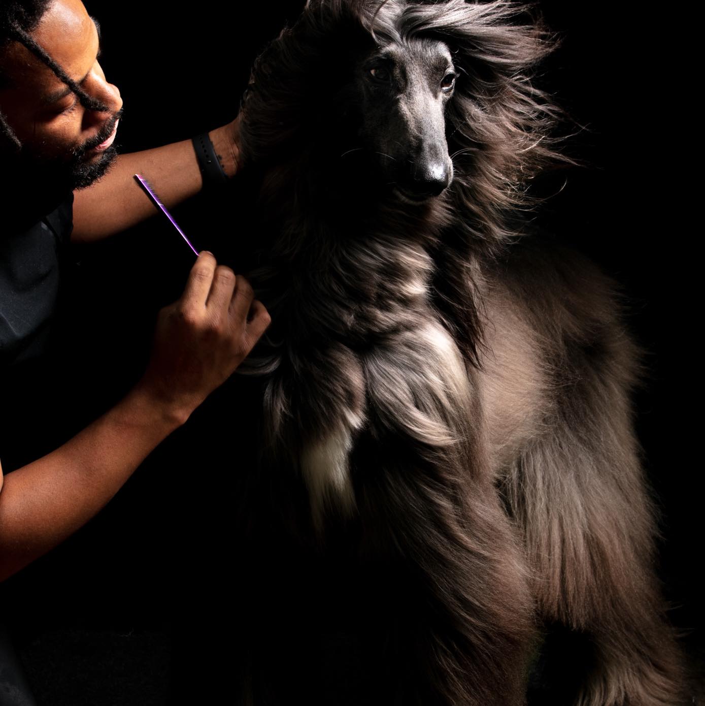 A groomer carefully combing the long, flowing coat of an Afghan Hound at PawPurfect Pet Grooming