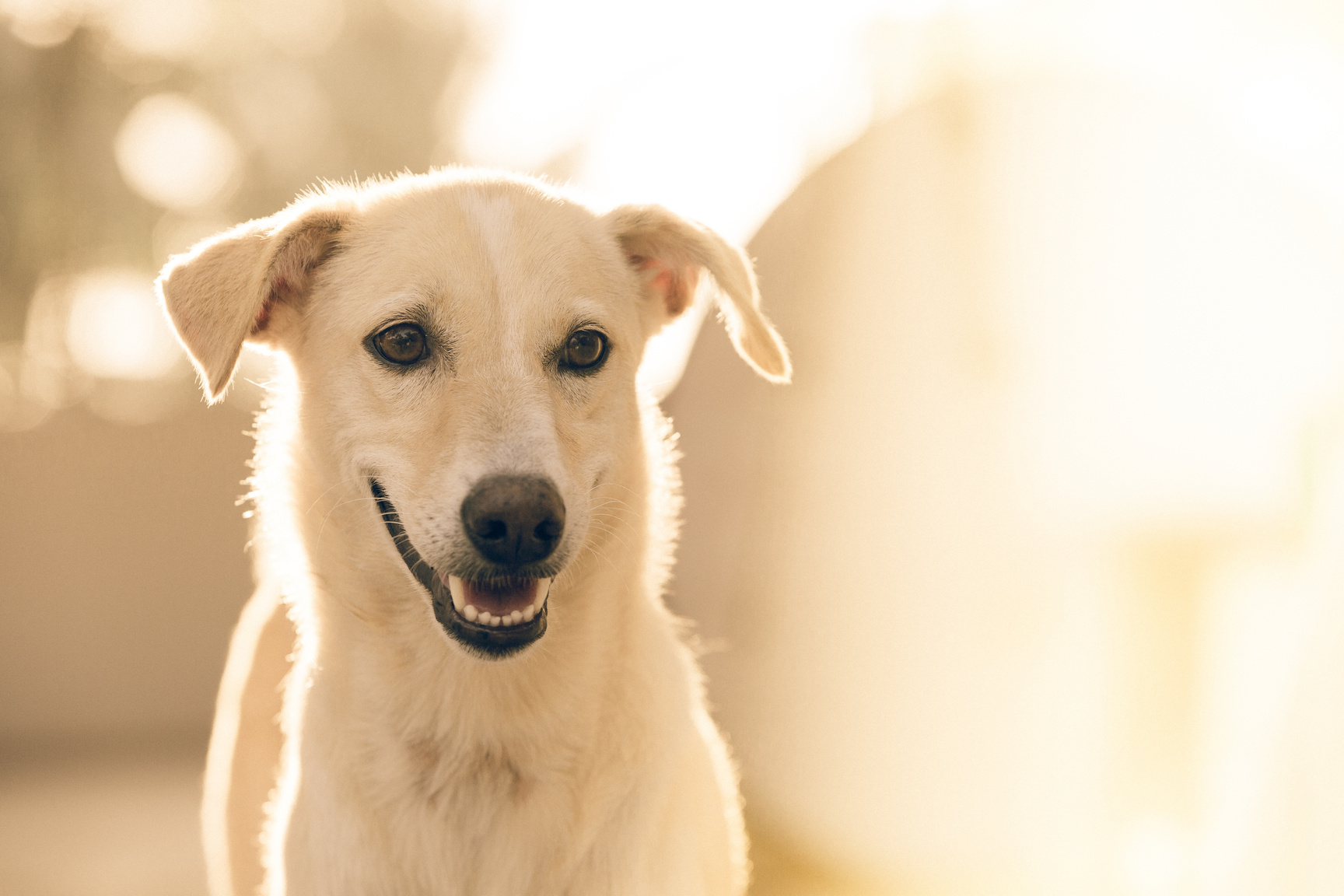 White Dog with Blurred Background