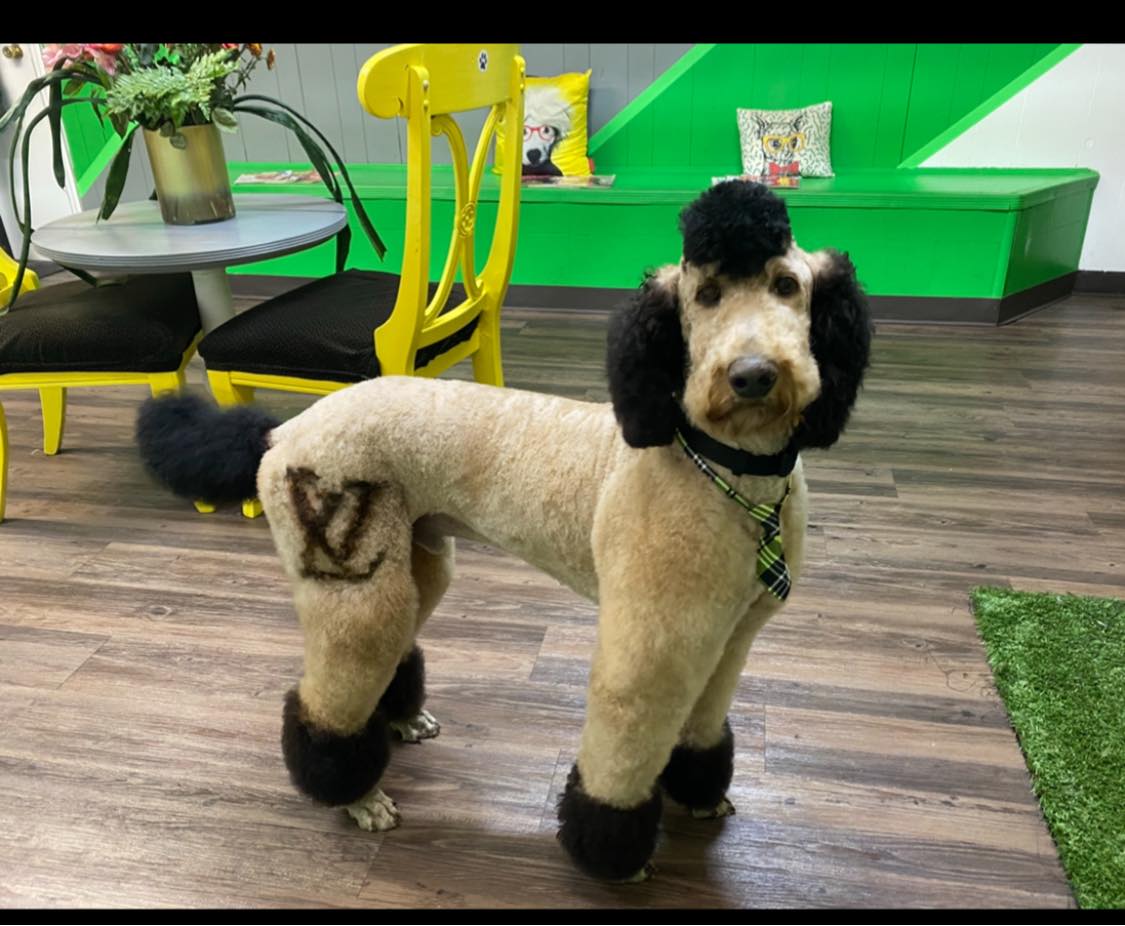 A Standard Poodle with a stylized groom and patterned trim standing in the PawPurfect lobby