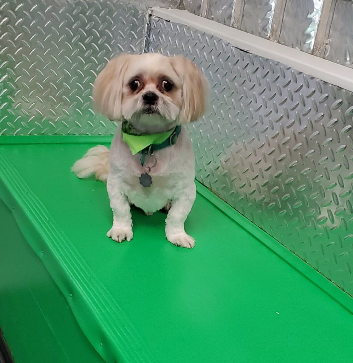 A freshly groomed Shih Tzu with a trimmed coat sitting calmly on a grooming ramp