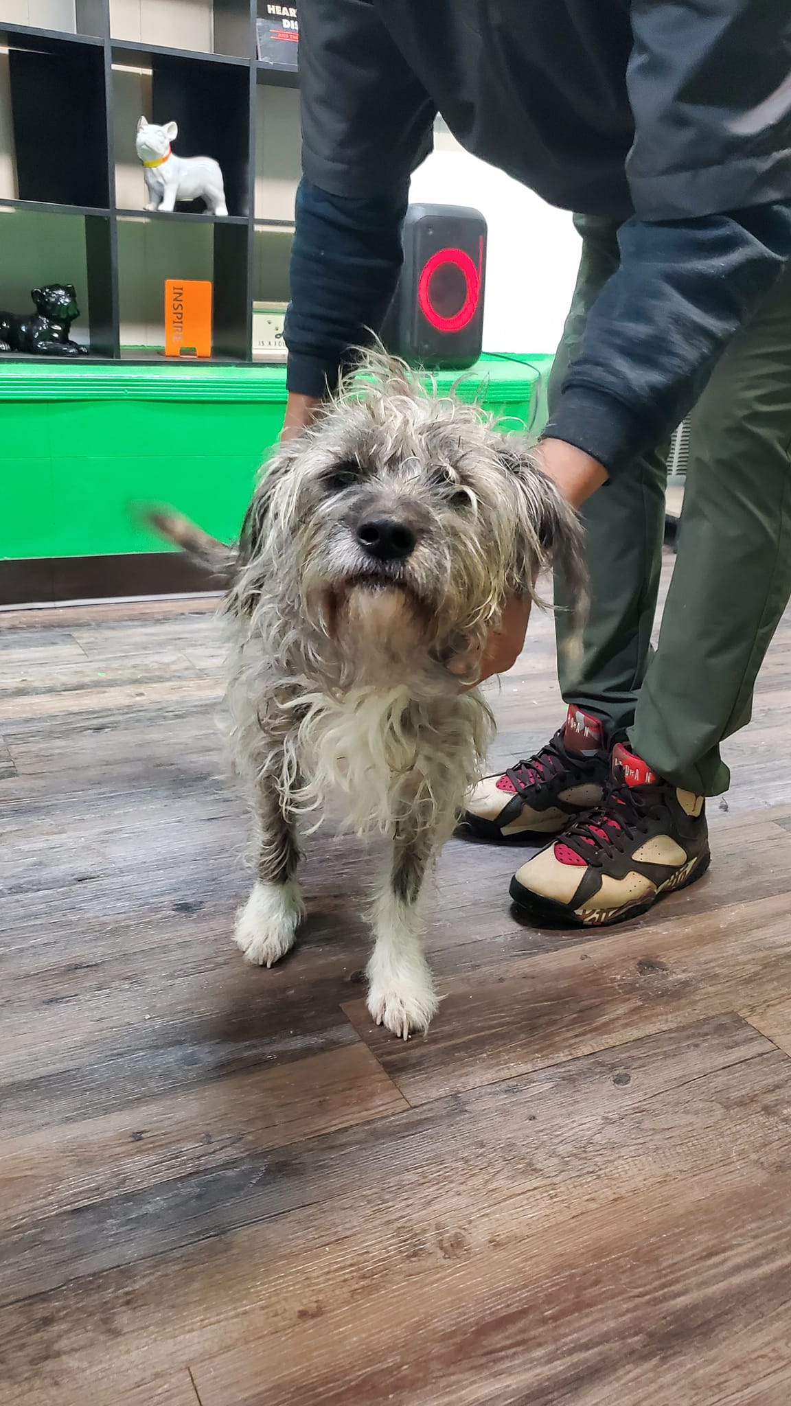 A shaggy, matted terrier-mix dog standing at PawPurfect before a grooming session